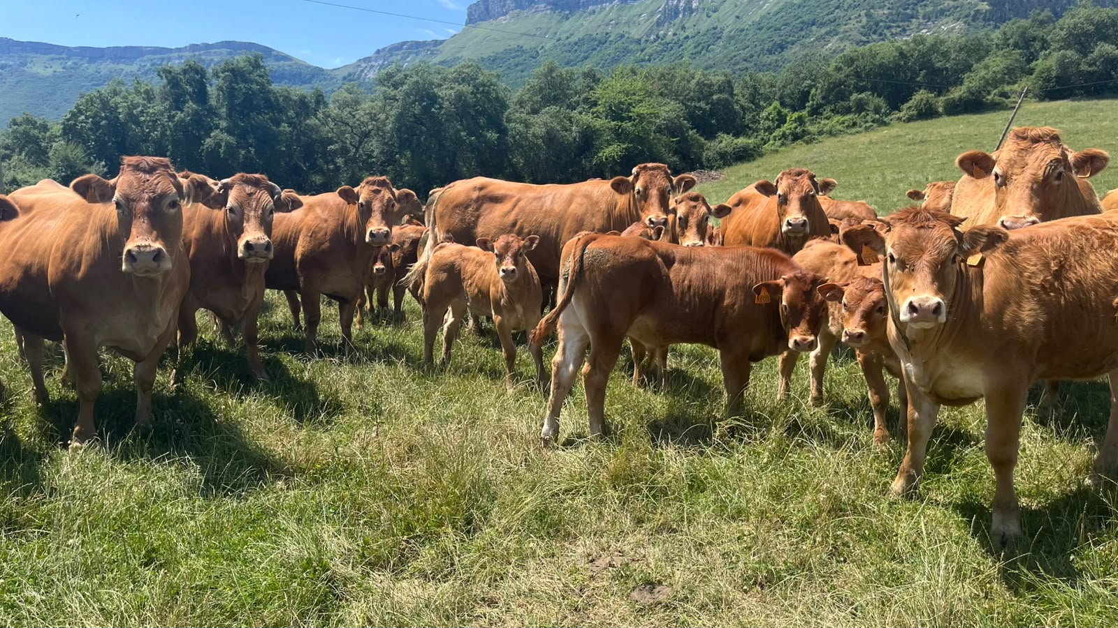 Home vacas1