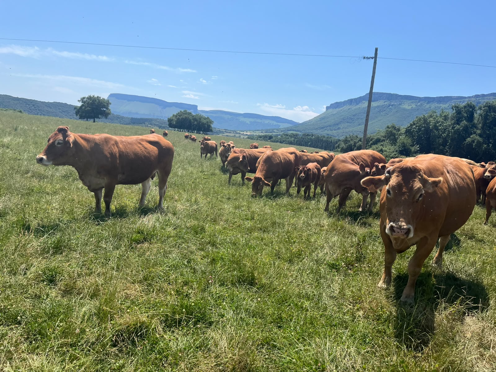 vacas2