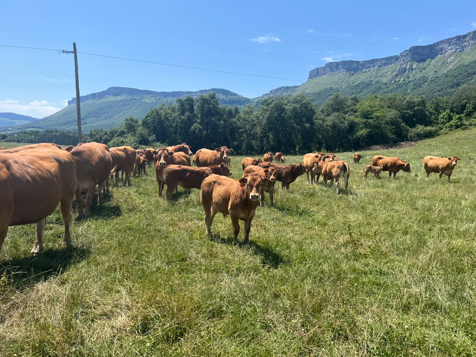 Home vacas3
