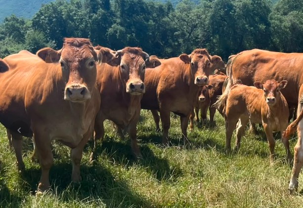 Home vacas4
