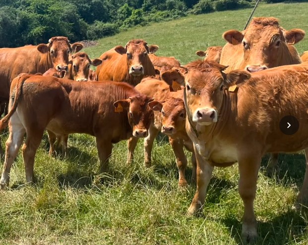 Home vacas5